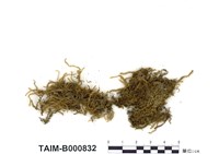 藏品(長葉鱗葉苔)的圖片